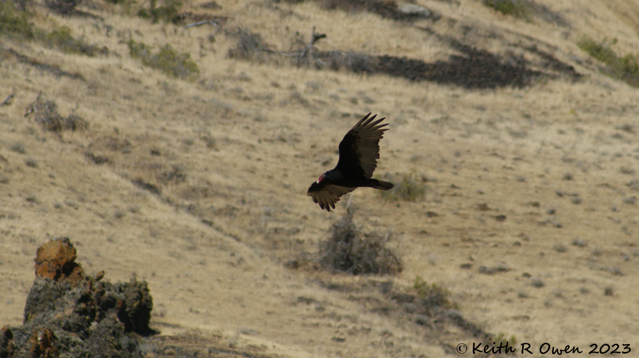 Turkey Vulture