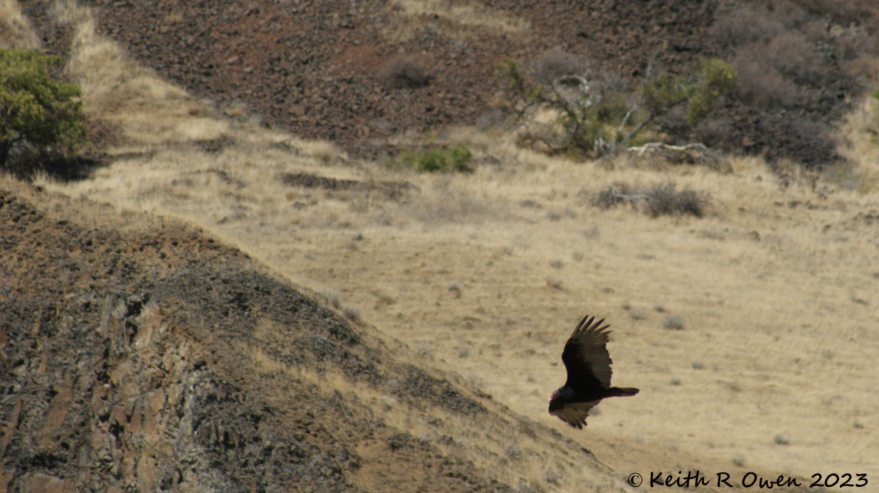 Turkey Vulture