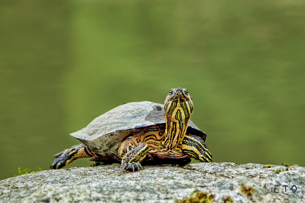 Turtle at Seattle japanese Gardens