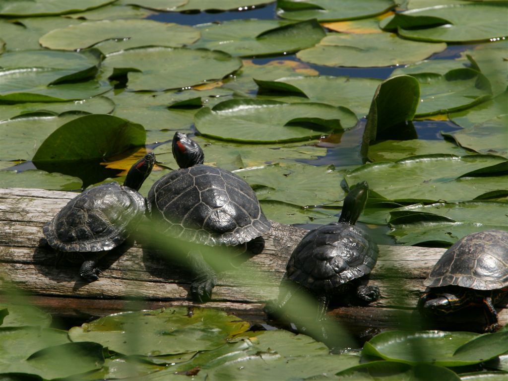 turtles