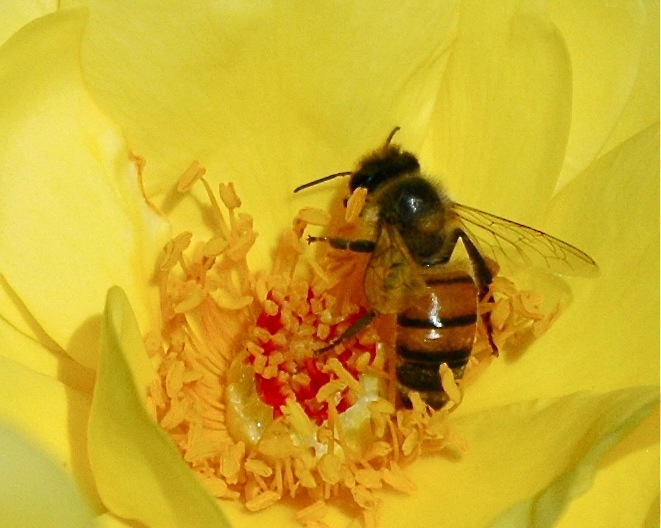 Tyler Rose Garden