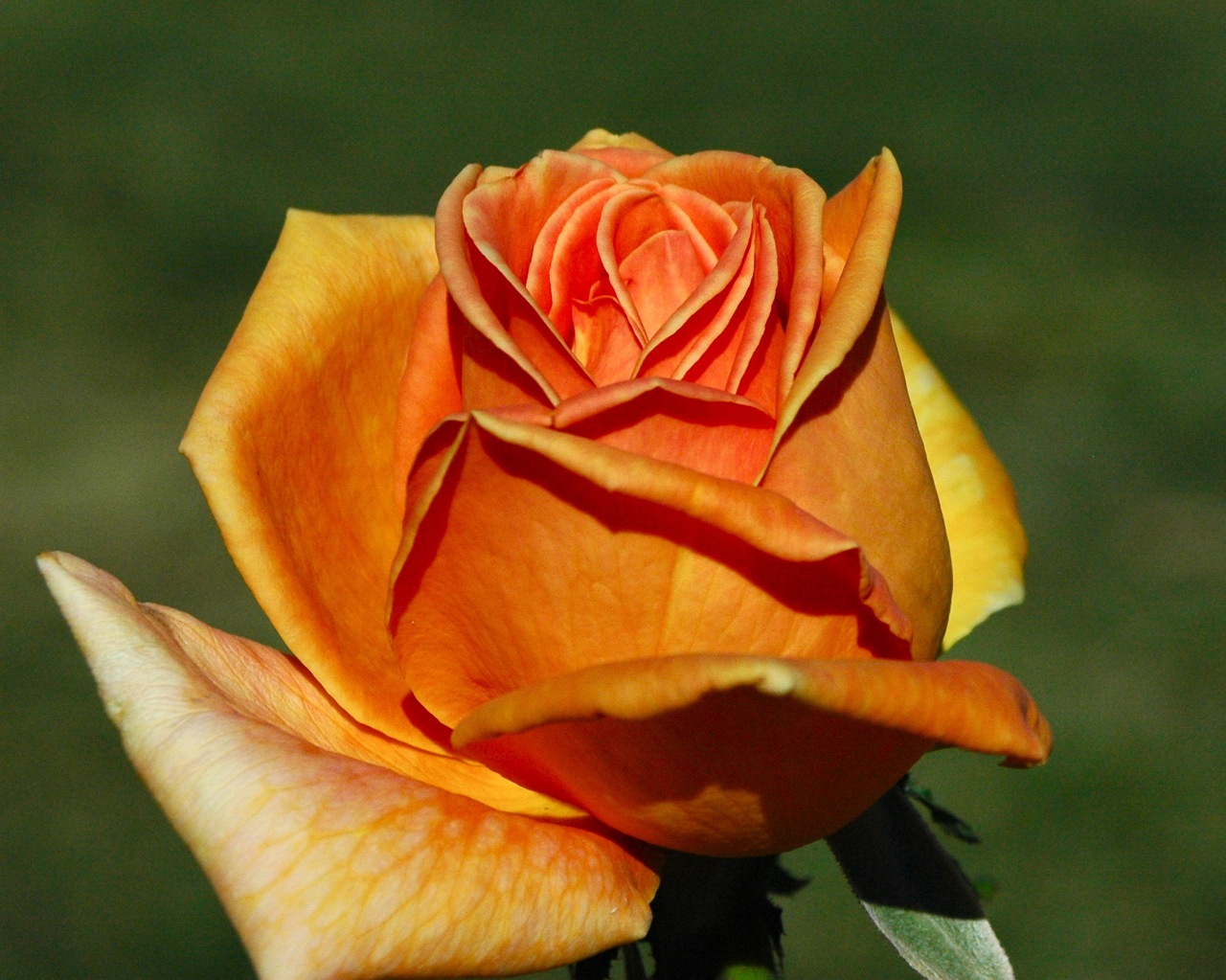 Tyler Rose Garden