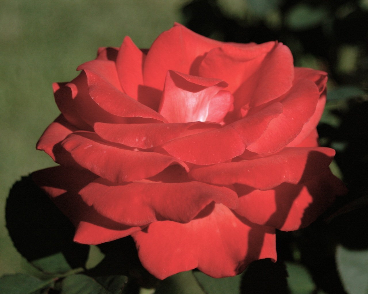 Tyler Rose Garden