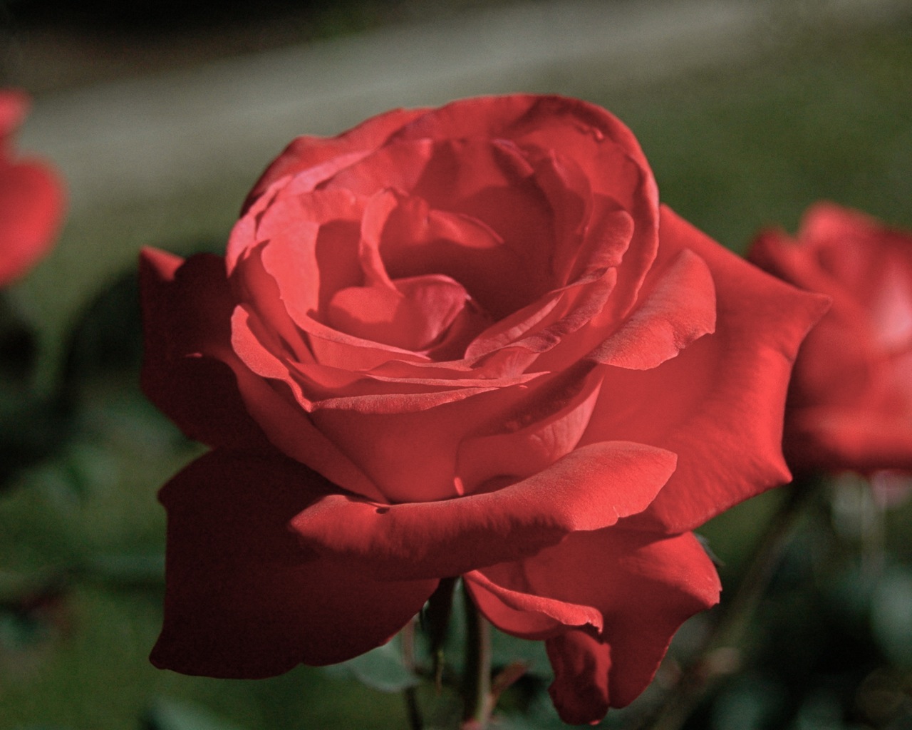 Tyler Rose Garden