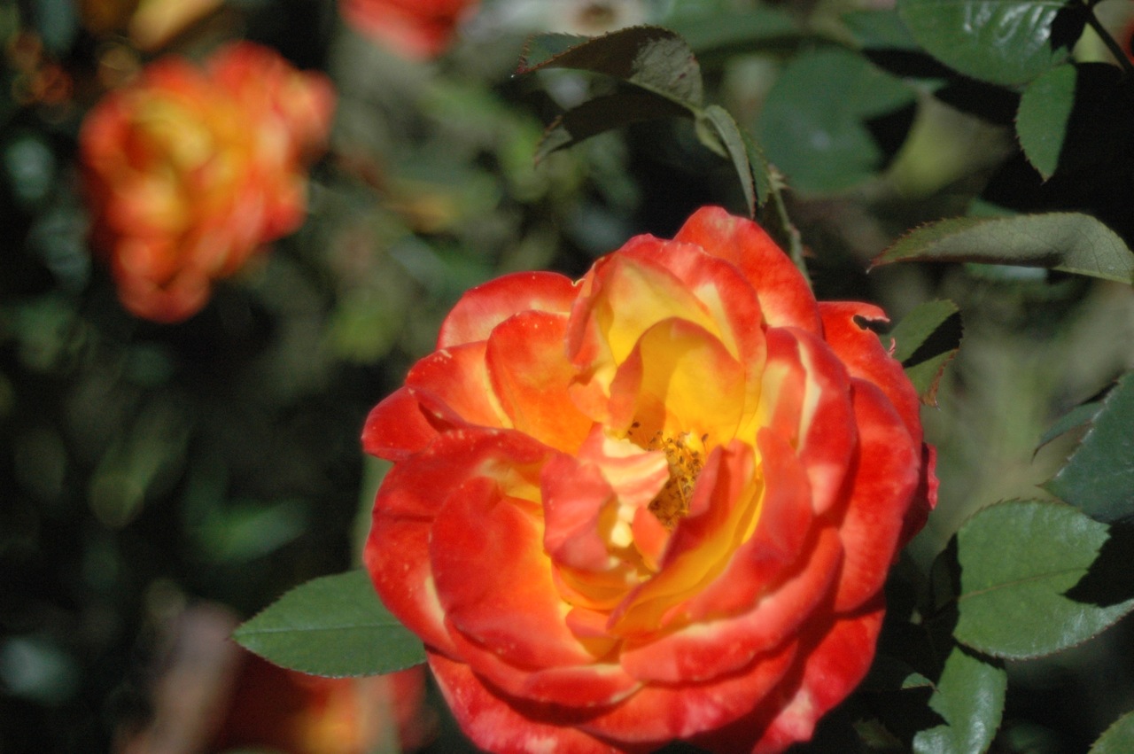 Tyler Rose Garden
