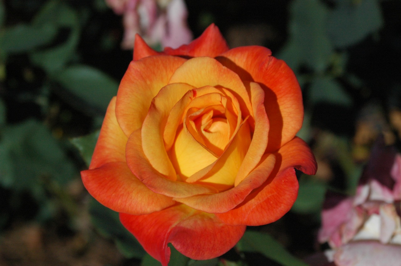 Tyler Rose Garden