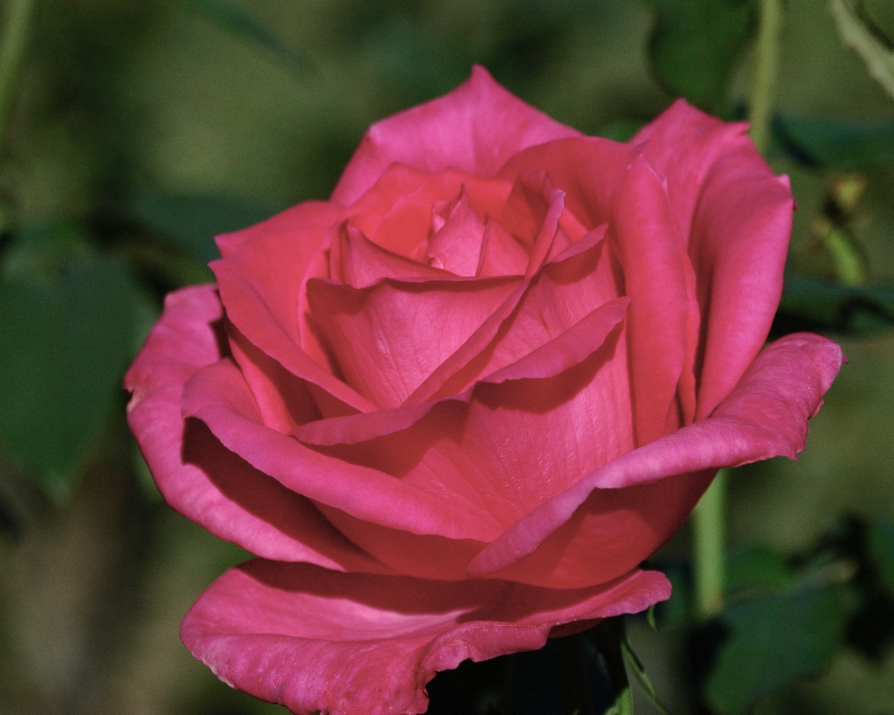 Tyler Rose Garden
