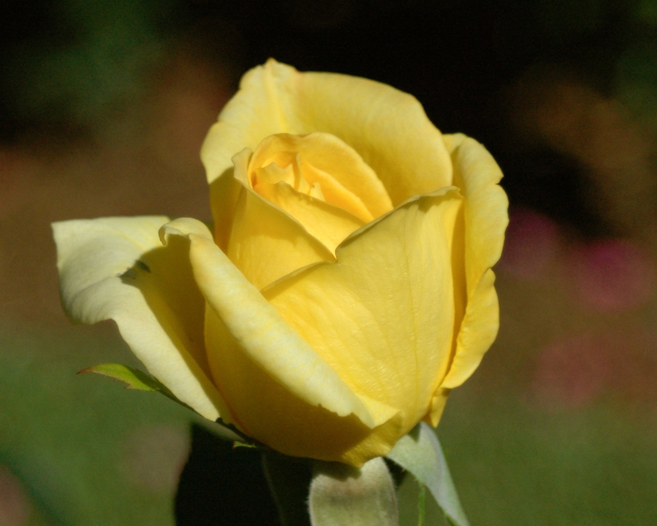 Tyler Rose Garden