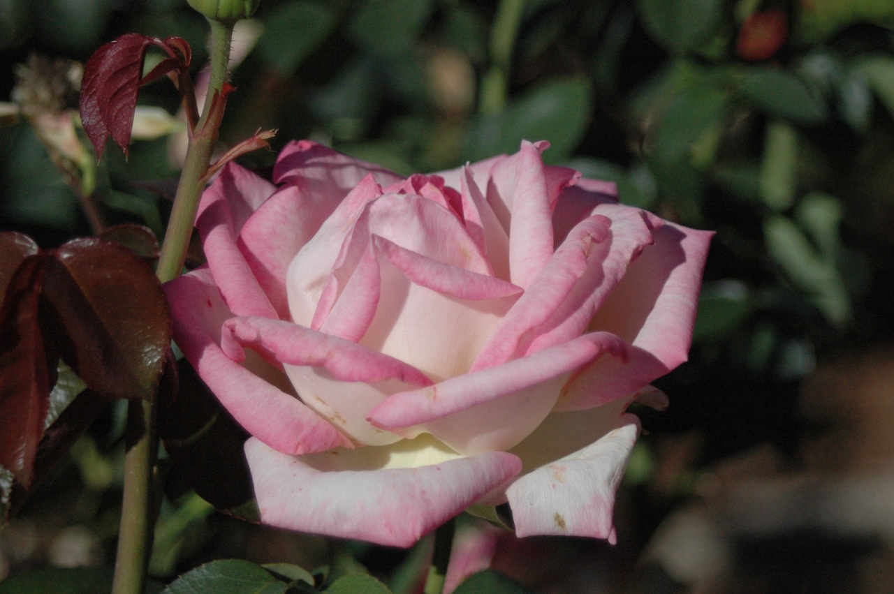 Tyler Rose Garden