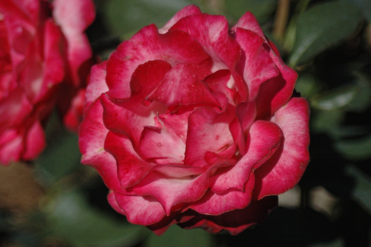 Tyler Rose Garden