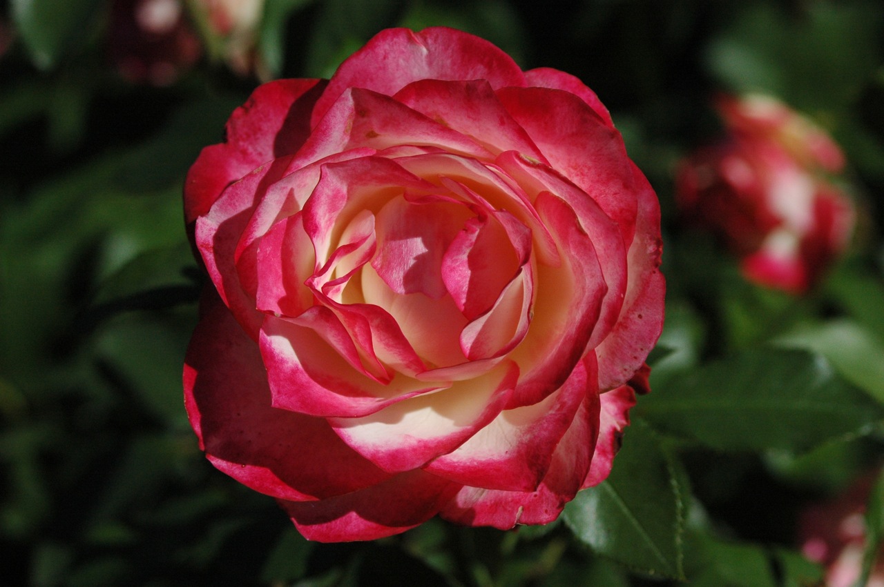 Tyler Rose Garden