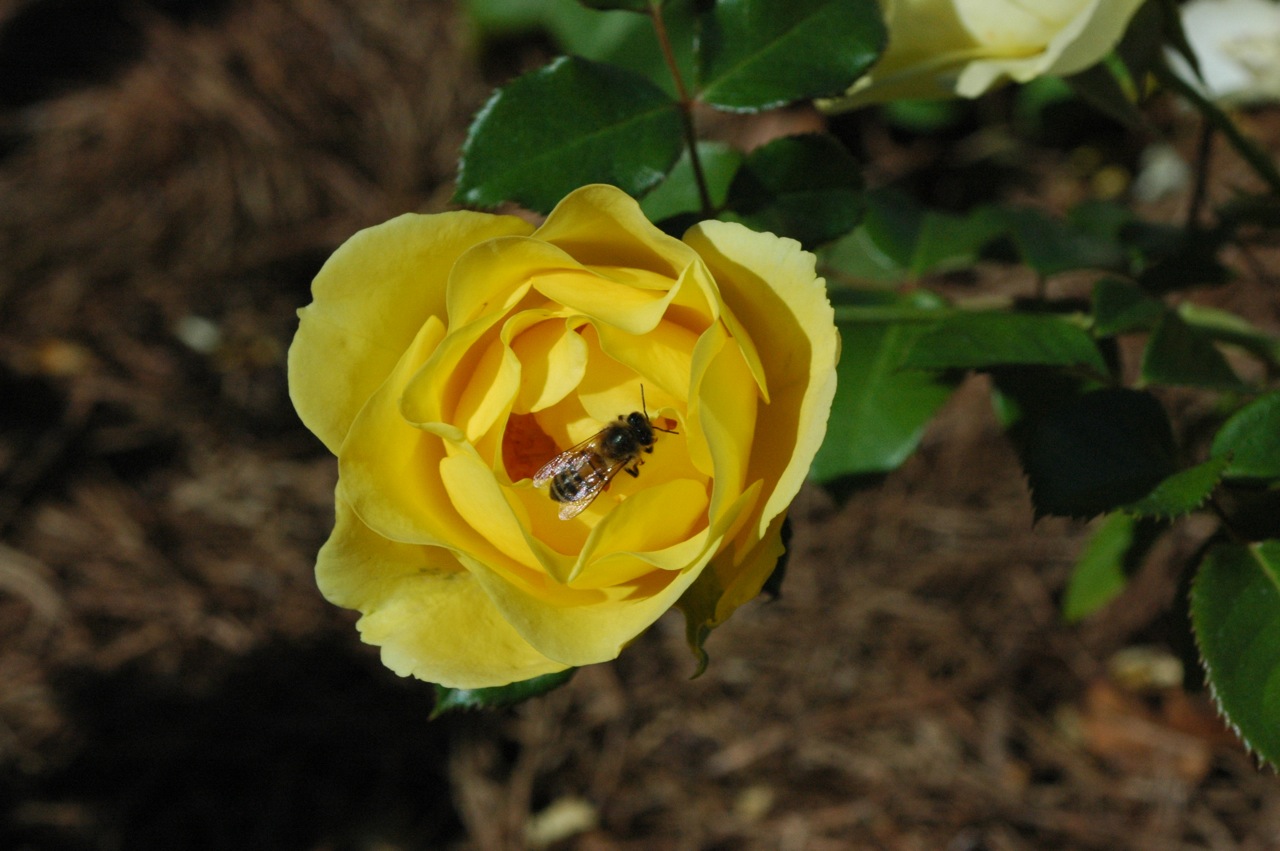 Tyler Rose Garden
