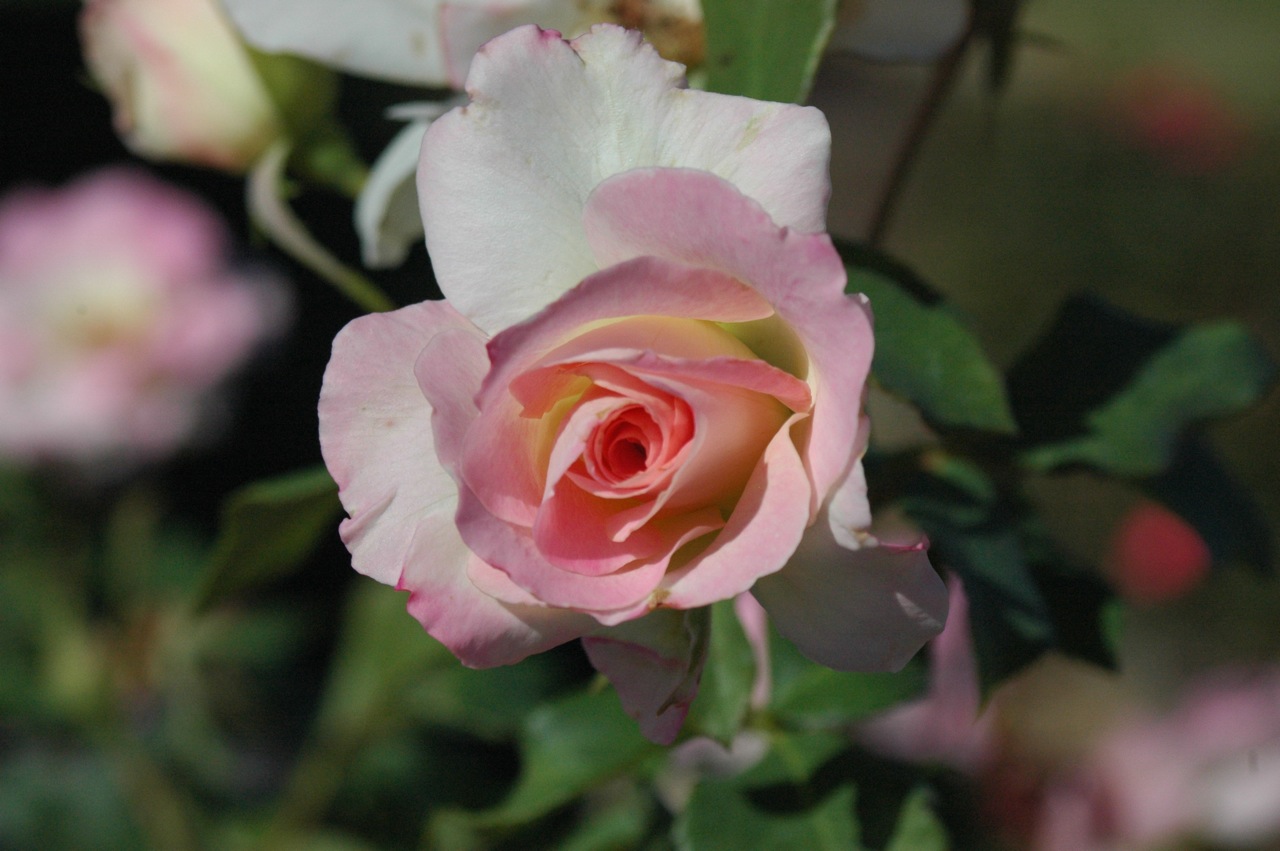 Tyler Rose Garden