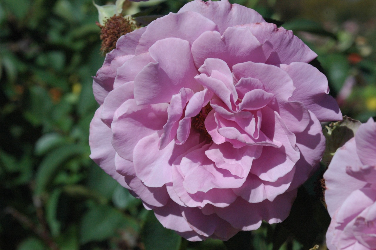Tyler Rose Garden