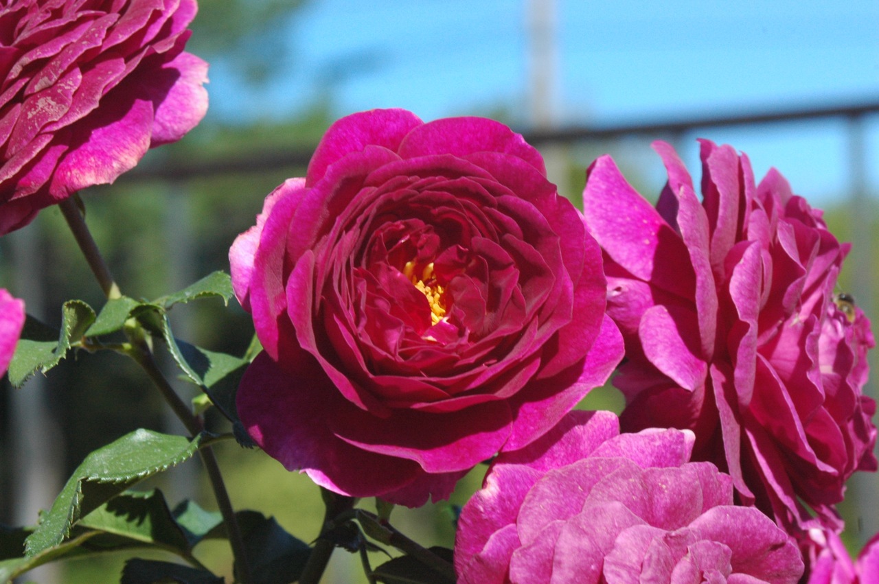 Tyler Rose Garden