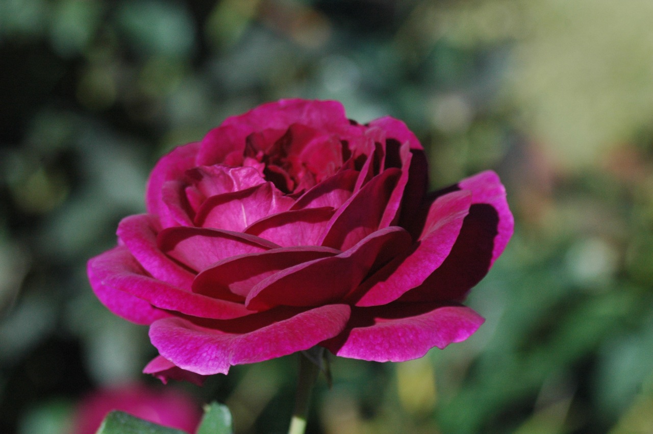 Tyler Rose Garden