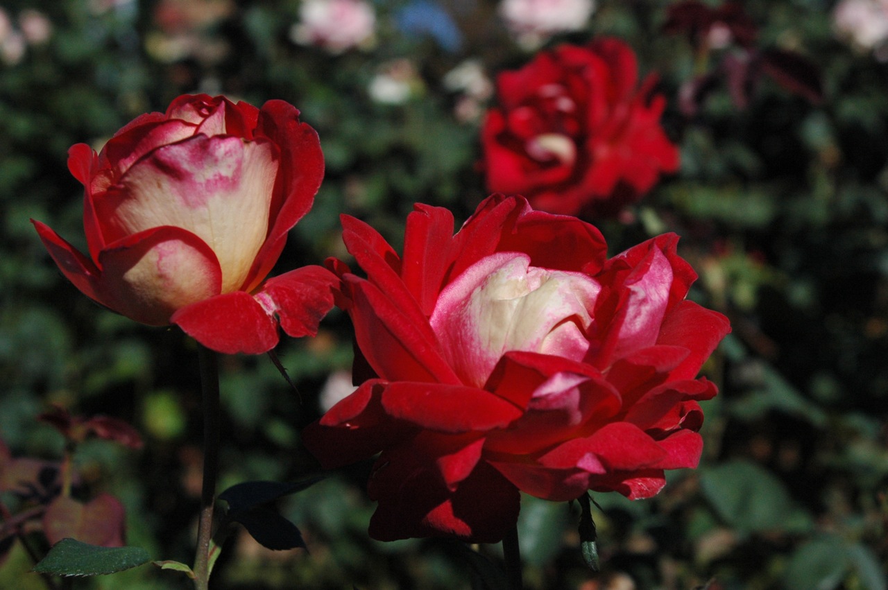 Tyler Rose Garden