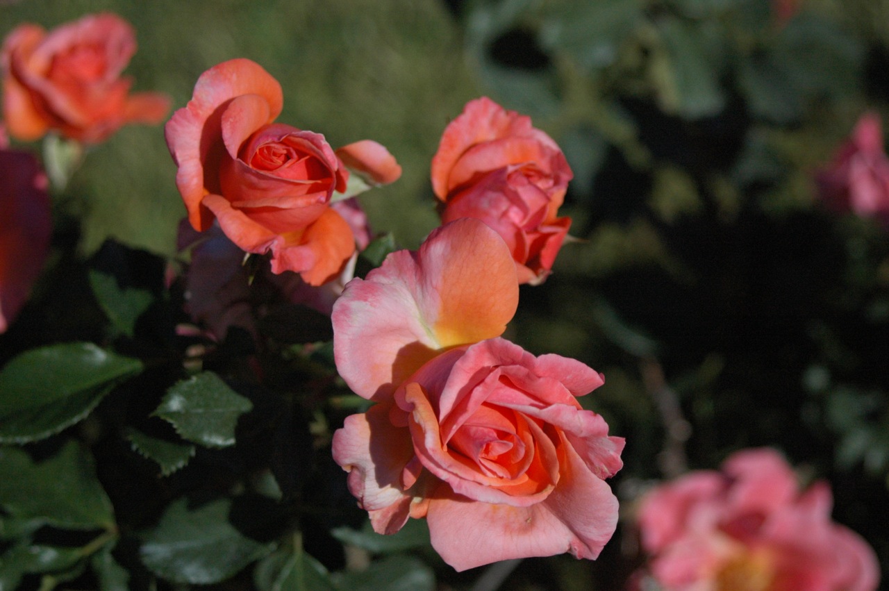 Tyler Rose Garden