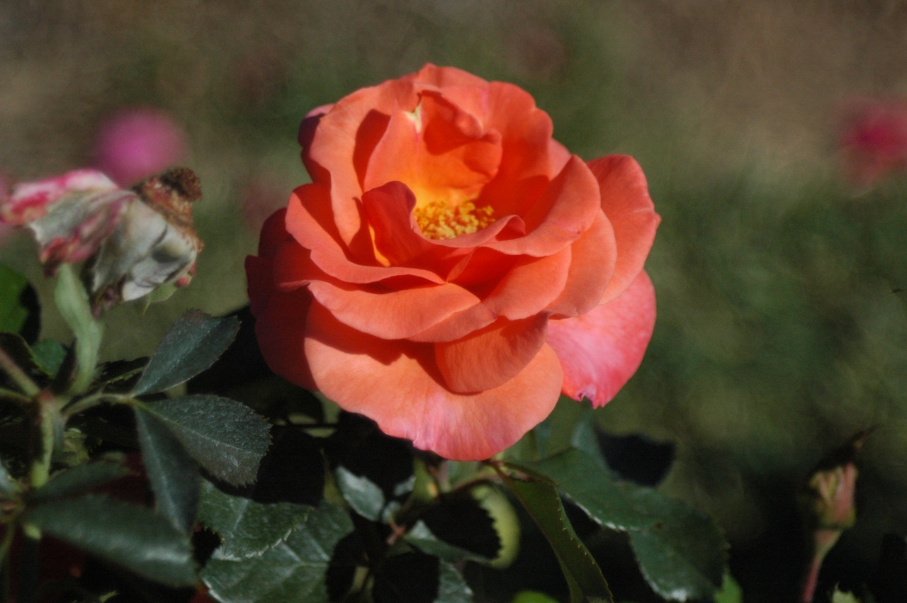 Tyler Rose Garden