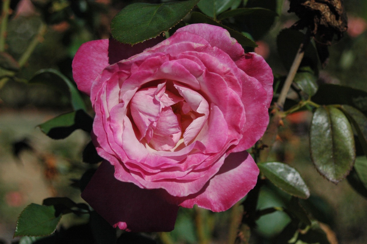 Tyler Rose Garden