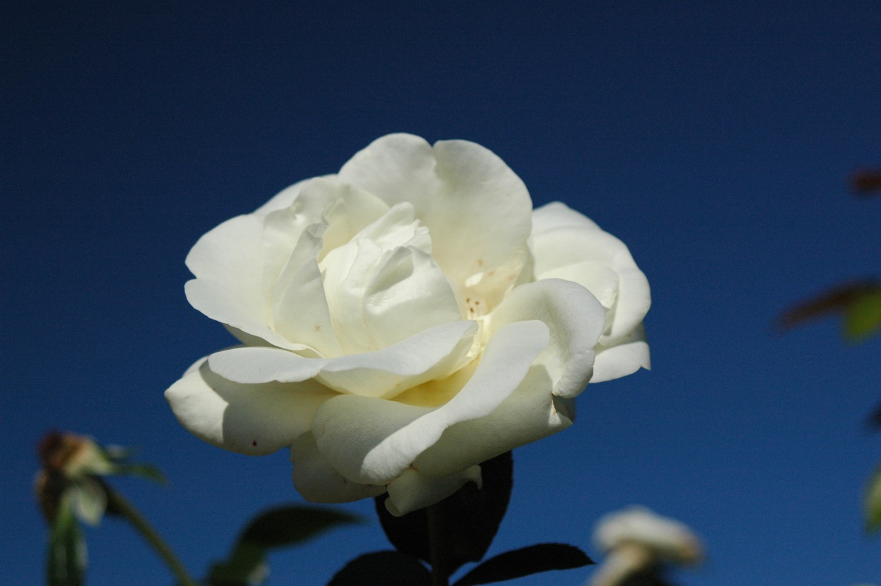 Tyler Rose Garden