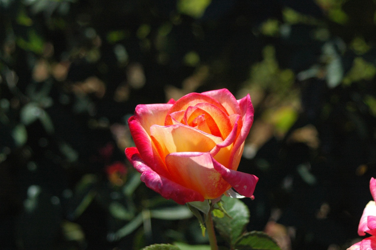 Tyler Rose Garden