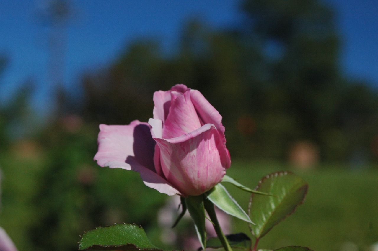 Tyler Rose Garden