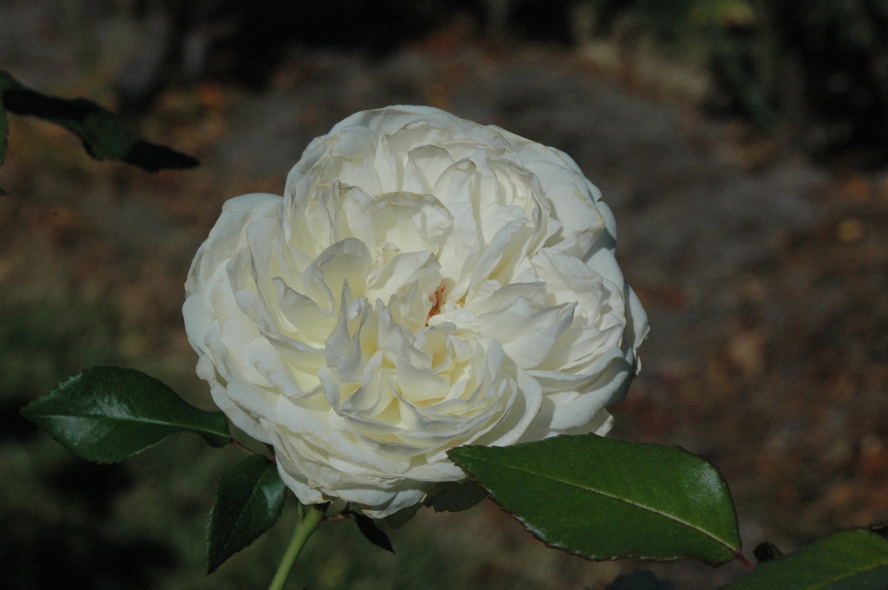 Tyler Rose Garden