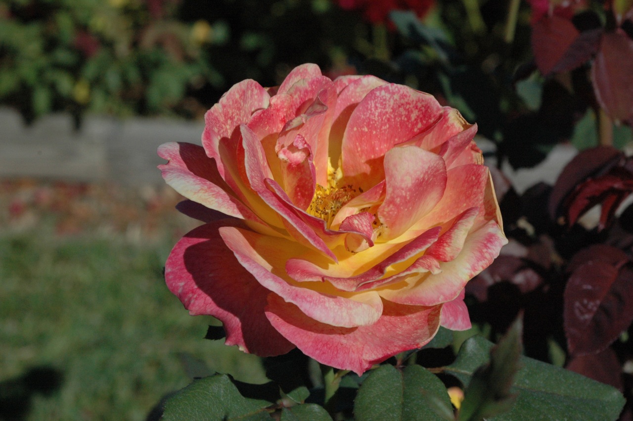 Tyler Rose Garden