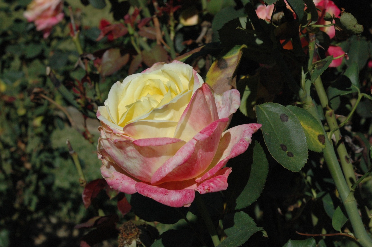 Tyler Rose Garden