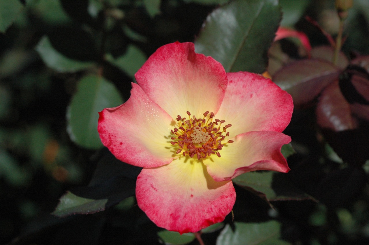 Tyler Rose Garden