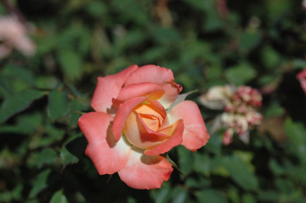 Tyler Rose Garden