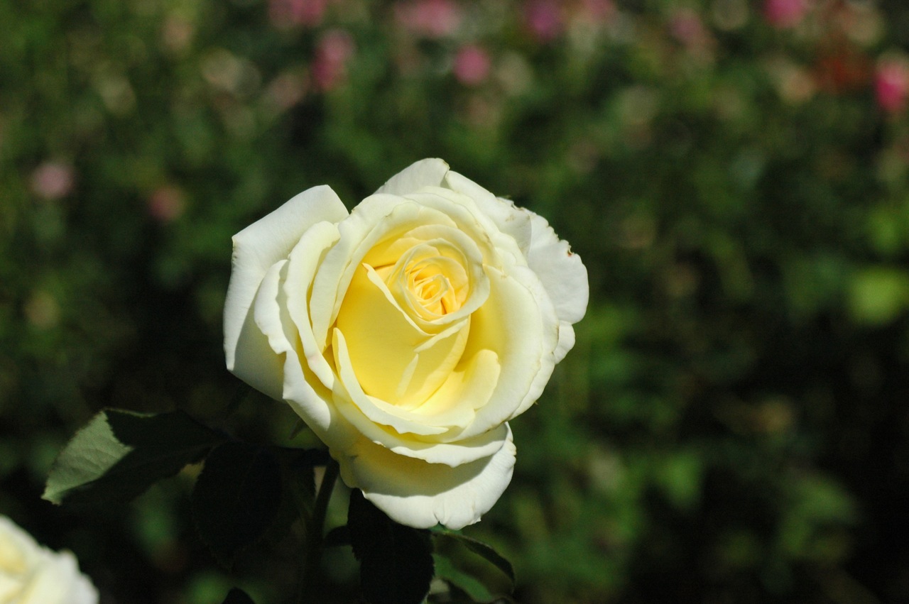 Tyler Rose Garden