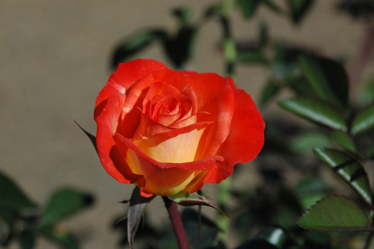 Tyler Rose Garden