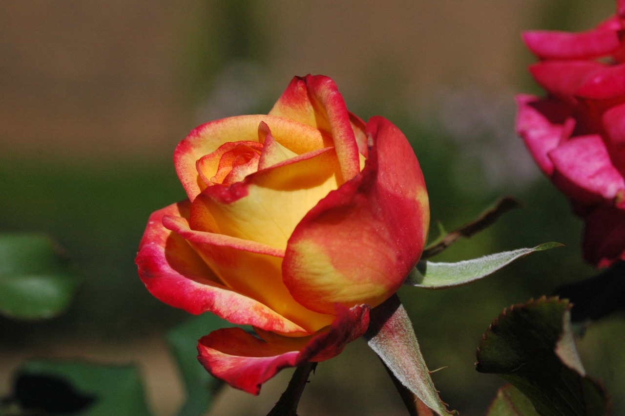 Tyler Rose Garden