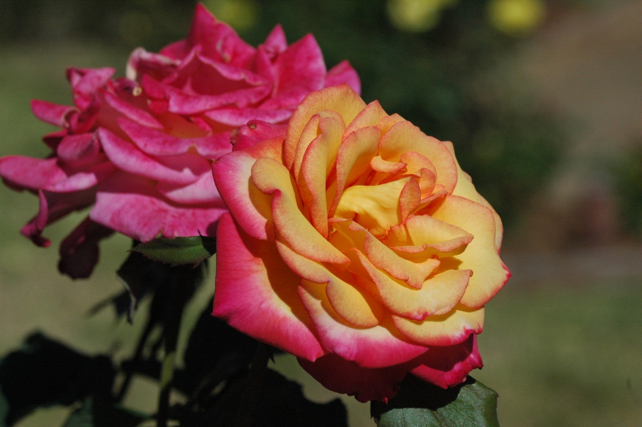 Tyler Rose Garden