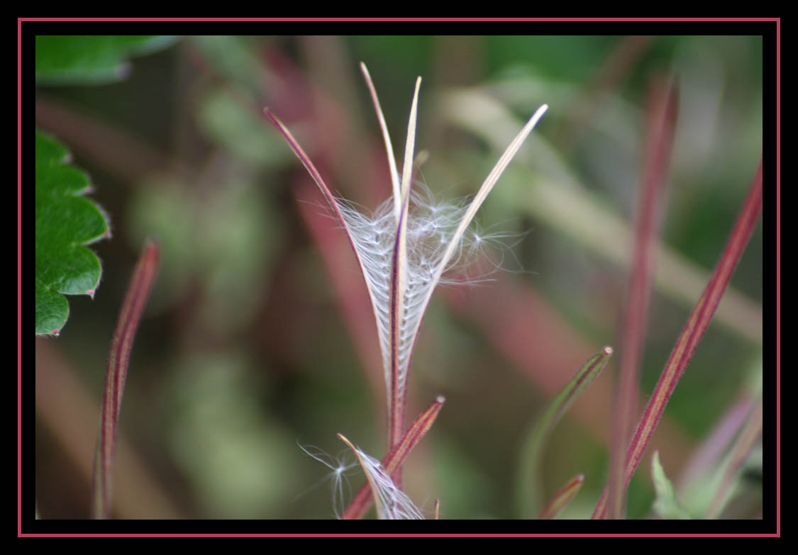 Upright Seed Pod