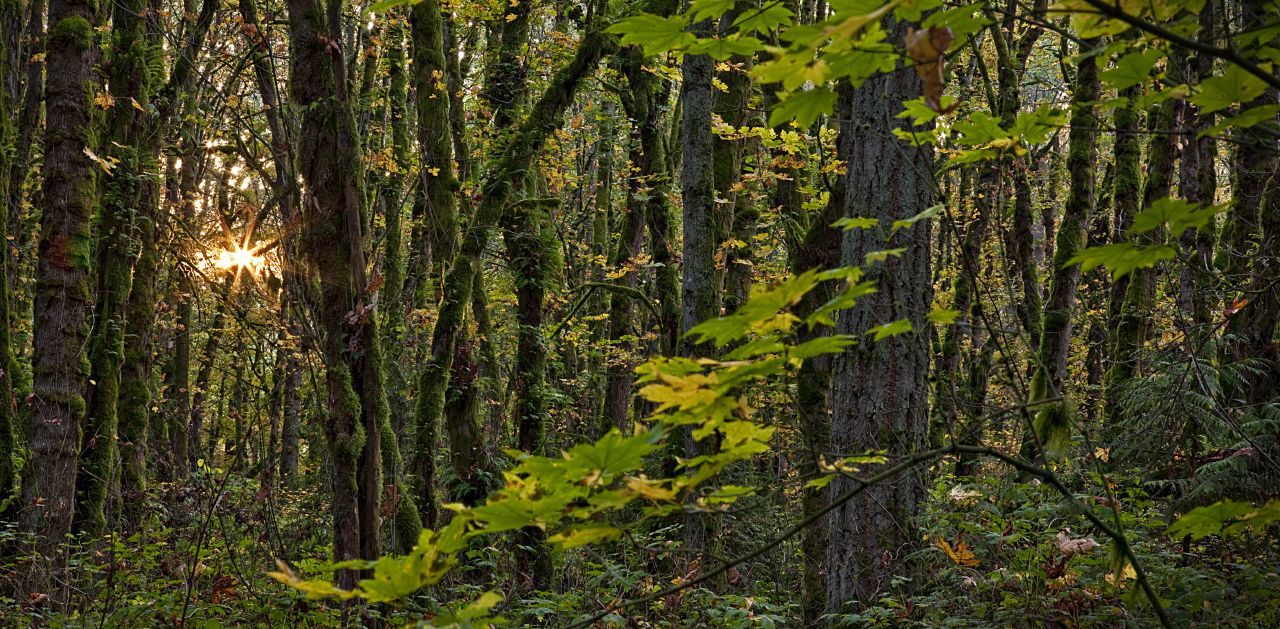 Urban Forest
