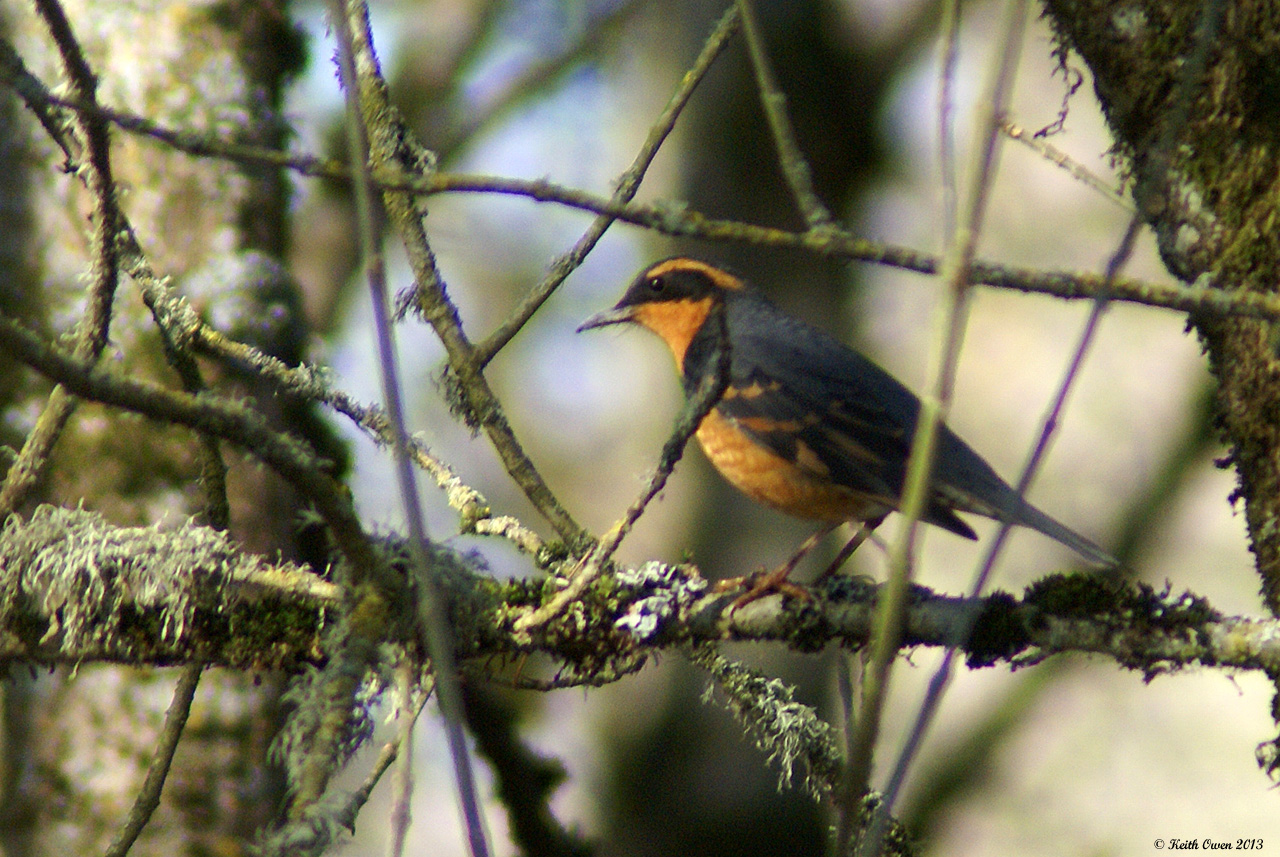 Varied Thrush