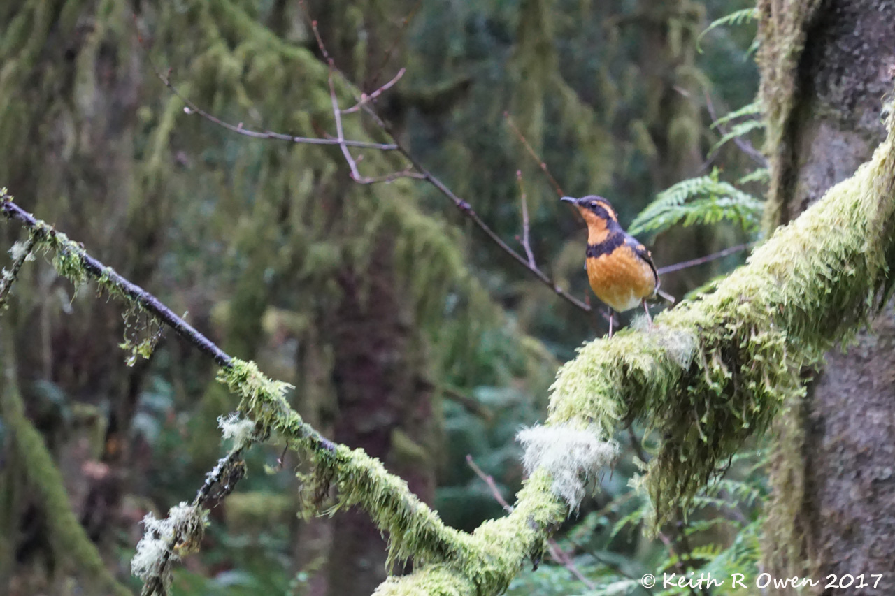 Varied Thrush