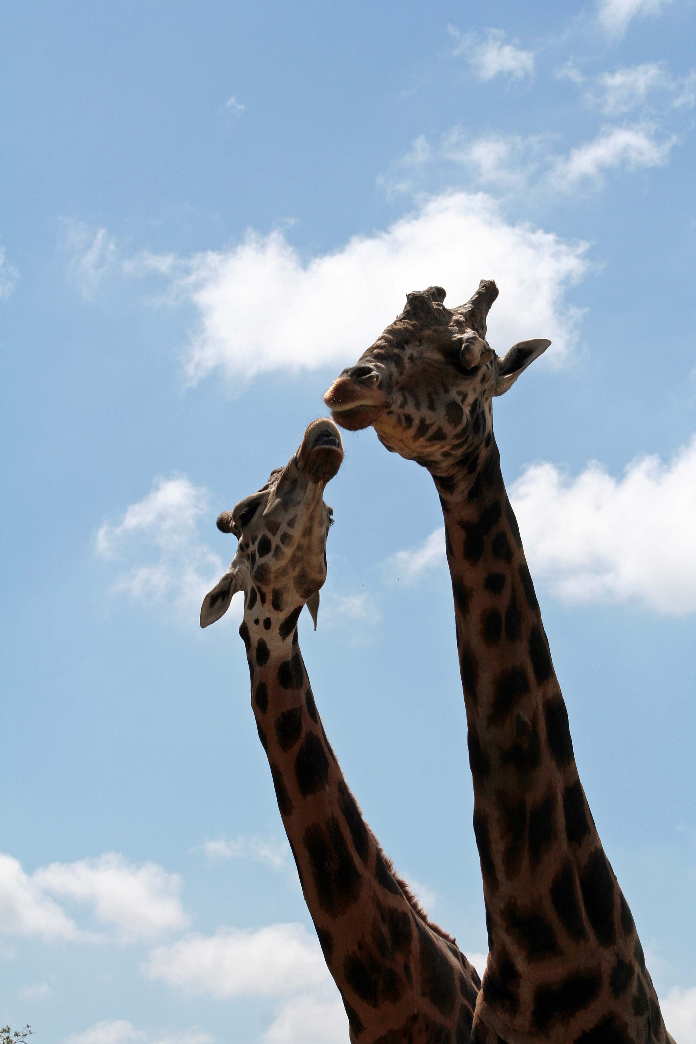 various zoos