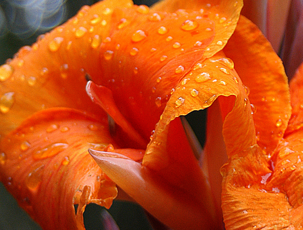 Vibrant Orange
