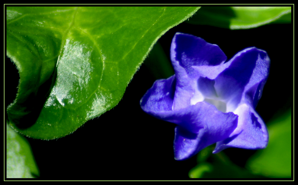 Vinca