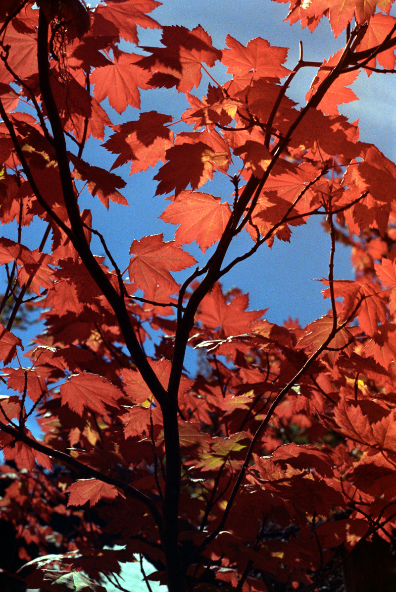 Vine Maple