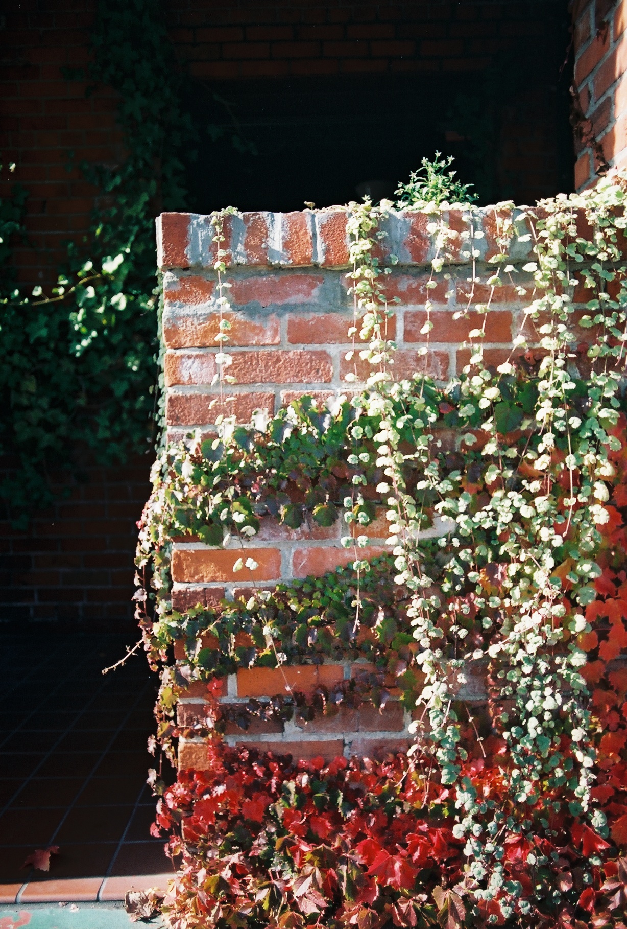 Vines on Wall