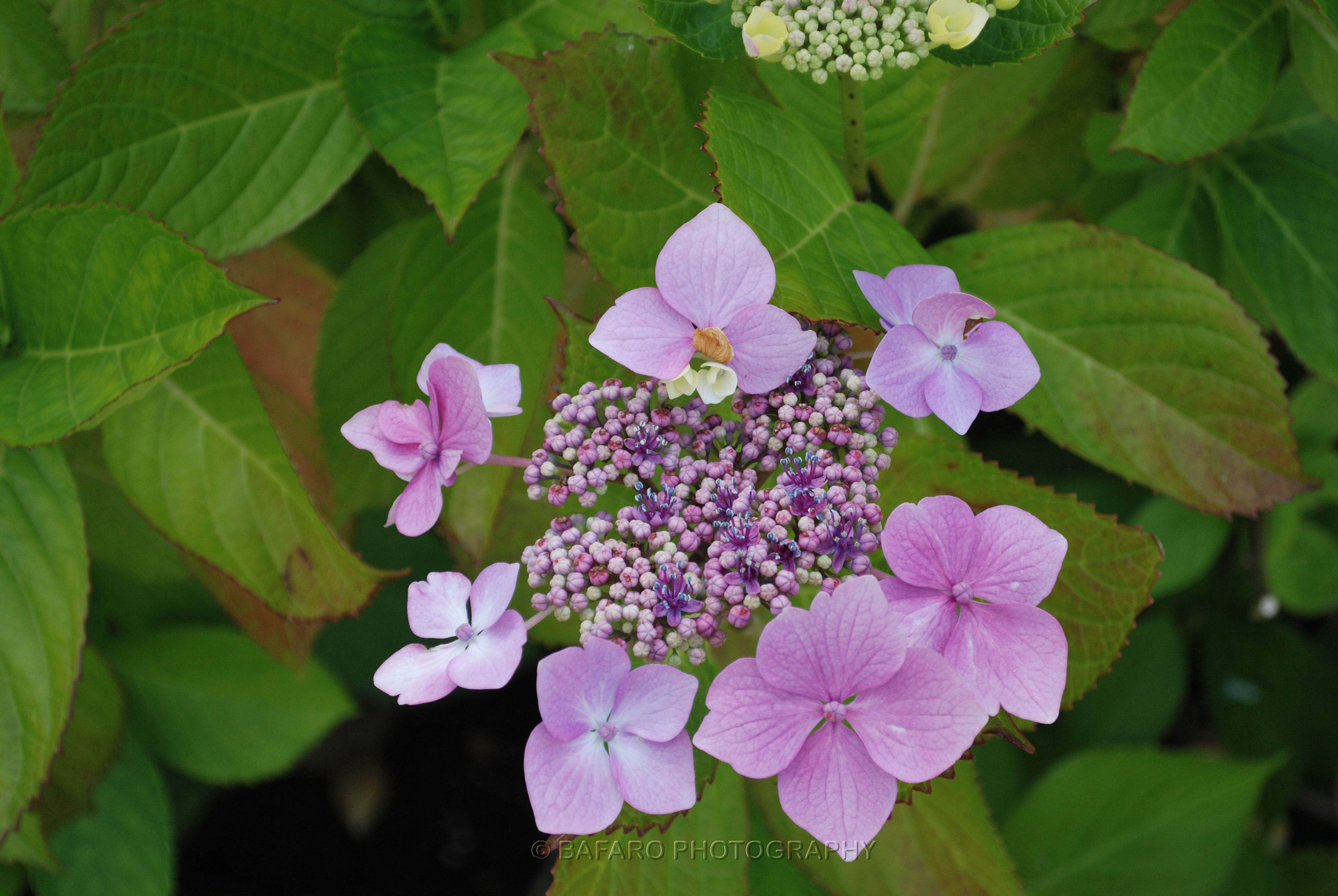 Violet Flowers