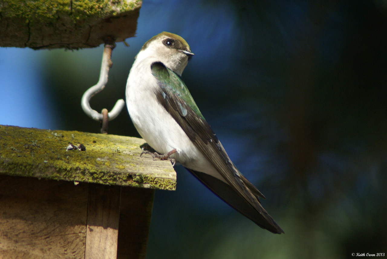 Violet-green Swallow