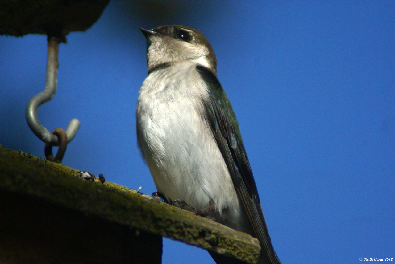 Violet-green Swallow