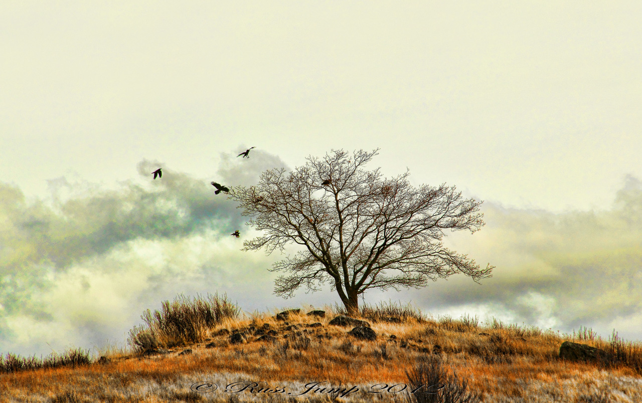 Vulture Valley
