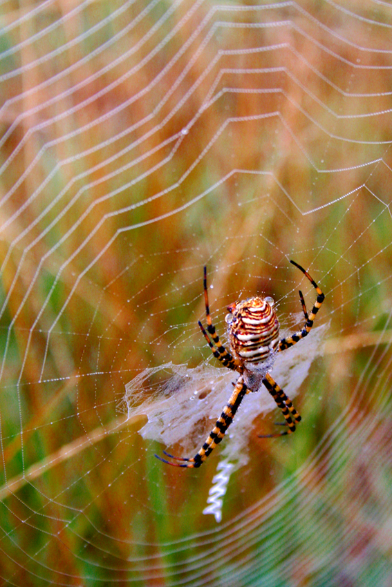 Wasp Spider